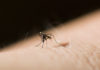 buzz trapper anti zanzare